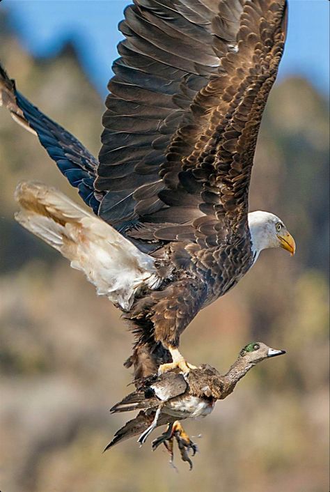 Nature Photography Animals, Eagle Hunting, Haliaeetus Leucocephalus, Eagle Images, Eagle Wallpaper, Eagle Pictures, Eagle Bird, Eagle Art, Bald Eagles