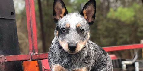 215+ Blue Heeler Dog Names for Your Hardworking Herder | Daily Paws Blue Heeler Puppy Names, Australian Names, Blue Heeler Dog, Blue Heeler Puppies, Heeler Dog, Heeler Puppies, Blue Heeler Dogs, Red Heeler, Australian Cattle Dogs