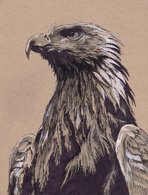 Scottish Wildlife, Underrated Artists, Eagle Drawing, Eagle Images, Cat Drawing Tutorial, Wildlife Day, Eagle Art, Golden Eagle, Foto Art