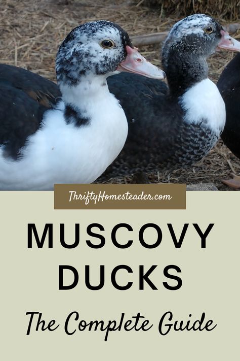 Ducks Homestead, Magpie Duck, Duck Raising, Homestead Ducks, Muscovy Ducks Raising, Duck House Plans, Duck And Geese Housing, Muscovy Ducklings, Survival Knowledge