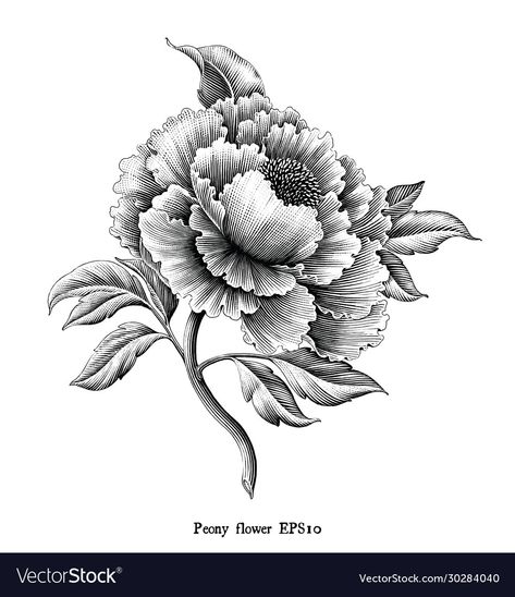 Peony Flower Drawing, Flower Drawing Vintage, Botanical Illustration Black And White, Painting Peonies, Illustration Botanique Vintage, Peony Drawing, Peony Illustration, Engraving Tattoo, Drawing Vintage