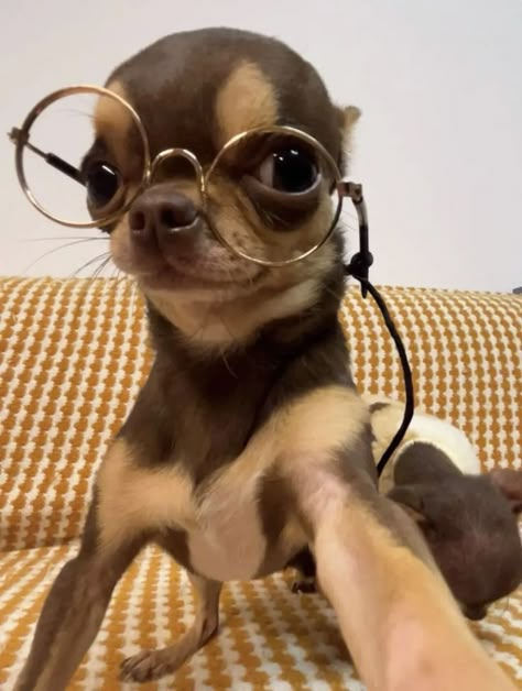 Dobi Chihuahua, Chiuhauha Funny, Funny Chihuahua Pictures, Chihuahua Photos, Chihuahua Funny, Goofy Dog, Cute Animals Puppies, Very Cute Dogs, Funny Animal Photos