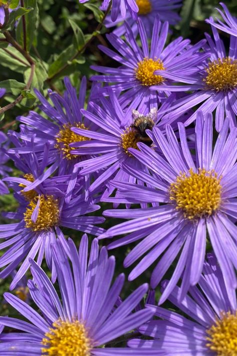 Backyard Seating, Purple Daisy, Bee Keeping, Purple Flowers, Pink Purple, Daisy, Purple, Flowers, Plants