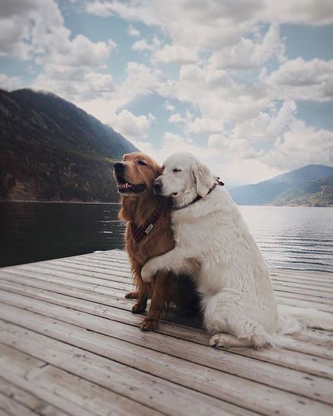 These Two Dogs And Cat Are The Most Adorable BFF Trio Ever - I Can Has Cheezburger? Two Dogs, Dogs, Water