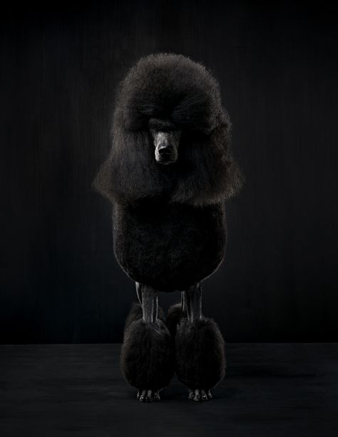 A-studio-portrait-of-a-black-Standard-Poodle-dog-against-a-black-background Poodle Fashion Photography, Poodle Portrait, Standard Poodle Photography, Black Poodle Aesthetic, Miniature Poodle Black, Portraits Studio, Black Standard Poodle, Poodle Hair, Black Poodle