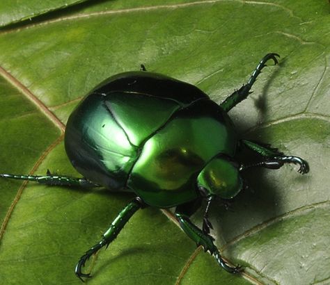 metallic+insects | Metallic green beetle | Macraspis sp. Green Beetle Aesthetic, Green Bug Aesthetic, Insect Aesthetic, Beetle Aesthetic, Magic Faraway Tree, Caduceus Clay, The Magic Faraway Tree, Green Bug, Rita Skeeter