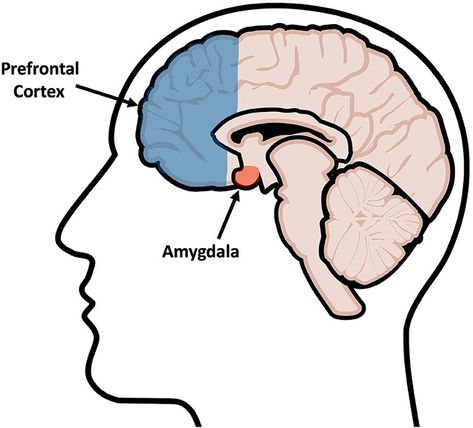 Prefrontal Cortex Brain, Brain Diagram, Brain Regions, Team Performance, Brain Images, Open Door Policy, Team Success, Building Trust, Meta Analysis