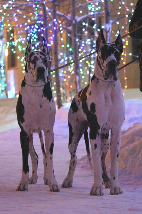 Intimidating Dogs, Great Dane Cropped Ears, Great Dane Harlequin, Harlequin Great Dane, Dane Puppies, Great Danes, Great Dane Puppy, Dane Dog, Great Dane Dogs