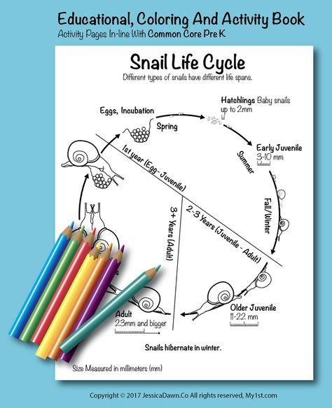 Snail Life Cycle, My1st.com Coloring Page, fun and educational. Snail Activities, Snail Life Cycle, Homeschooling First Grade, Garden Snails, Snail And The Whale, Garden Snail, Pet Snails, Summer Camp Activities, Snails In Garden