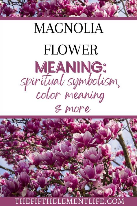 Magnolia Flower Meaning Magnolia Flower Symbolism, Magnolia Meaning, Meaning Of Flowers, Red Magnolia, Japanese Magnolia, Cultural Traditions, Color Symbolism, Magnolia Flowers, Flower Meanings