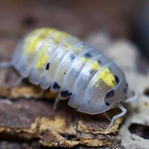 Armadillidium vulgare "Japanese magic potion" for sale - Google Search Bathynomus Giganteus, Woodlice, Pill Bug, Animal Lessons, Cool Bugs, Magic Potion, Beautiful Bugs, Arthropods, 10 Count