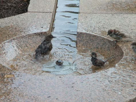 Water features Archives - Revolutionary Gardens Bubbling Water Feature, Shallow Water Feature, Garden Rill Ideas, Bird Of Paradise Garden, Rain Fountain, Water Rill, Water Magic, Water Architecture, Fountain Garden