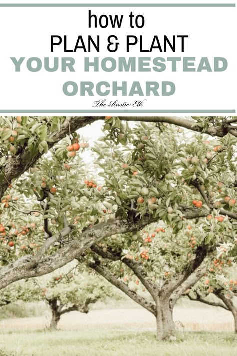 Portage Garden, Homestead Planning, Homestead Orchard, Backyard Orchard, Small Homestead, Orchard Design, Fruit Bearing Trees, Garden Orchard, Orchard Garden