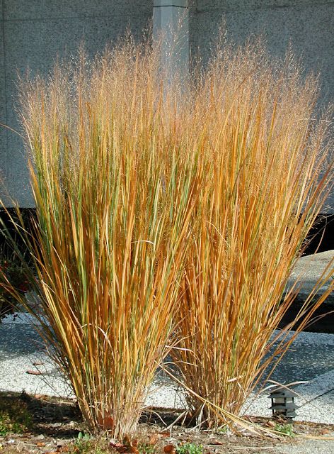 Panicum virgatum Roy Diblik, Garden Grasses, Panicum Virgatum, Garden Picture, Garden Grass, Perennial Grasses, Prairie Garden, Ornamental Grass, Grasses Landscaping