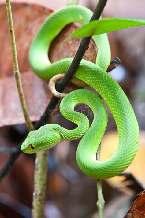 Snake (green pit viper). In forest Thailand , #AD, #pit, #green, #Snake, #Thailand, #forest #ad Dj Sketch, Green Pit Viper, Snake Photography, Mamba Snake, Snake Green, Snake Images, Viper Snake, Pretty Snakes, Pit Viper