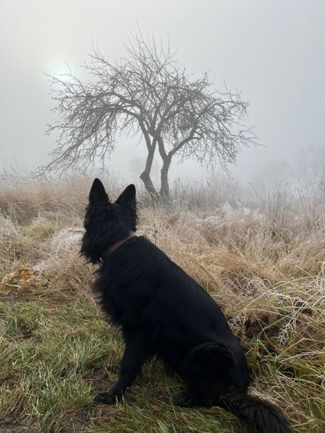 #germanshepherds #fog #blackgermanshepherd #autumn Black German Shepherd, Black Dog, German Shepherd, Dogs, Animals, Black