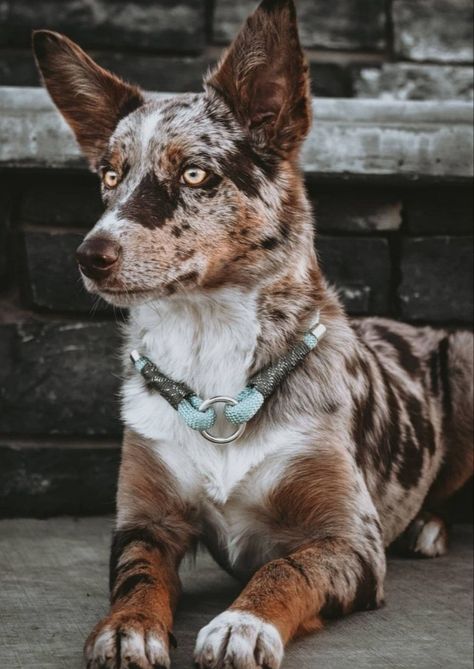 Australian Koolie Dog, Cute Mutt Dogs, Mutt Dog Aesthetic, Australian Koolie, Koolie Dog, Kelpie Dog, Australian Shepherd Blue Merle, Mutt Dog, Blue Heeler Dogs