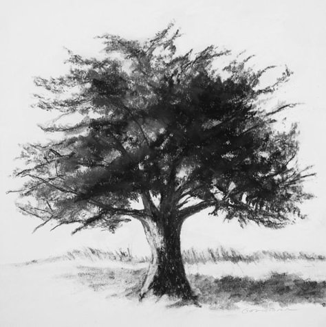 Big Trees Drawing, Large Tree Drawing, Detailed Tree Drawing, Charcoal Tree Drawing, Tree Graphite Drawing, Charcoal Tree Sketch, Movement Art, Tree Drawings Pencil, Nature Art Prints