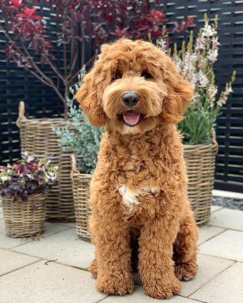 Curly Mini Goldendoodle, Light Brown Goldendoodle, Golden Doodle Teddy Bear Cut, Mini Labradoodle Full Grown, Goldendoodle Photography, Golden Doodle Haircut Styles, Medium Labradoodle, Labradoodle Full Grown, Red Labradoodle