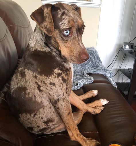 Catahoula Leopard Dog Facts, Catahoula Dog, Catahoula Puppies, American Leopard Hound, Louisiana Catahoula Leopard Dog, Working Dogs Breeds, Beautiful Dog Breeds, Baby Boss, Catahoula Leopard Dog