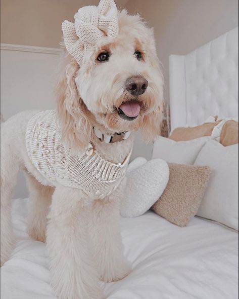 Goldendoodle Clothes For Dog, Goldendoodle Outfits, Golden Doodle Accessories, Goldendoodle Accessories, Dog Styling, Cookie Sweater, Labradoodle Haircut, Puppy Goldendoodle, Goldendoodle Black