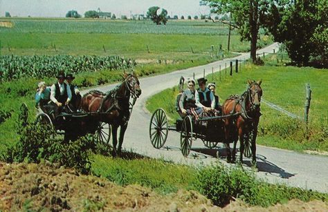 pennsylvania dutch | Pennsylvania Dutch Country Pennsylvania Dutch Country, Vintage Postcards Travel, Horse And Buggy, Pennsylvania Dutch, Horse Carriage, Picture Postcards, Amish Country, Vintage Country, Vintage Postcard