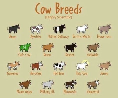 Cow breeds Dairy Cow Breeds, Cow Breeds, Types Of Cows, Farmers Life, Cow Quotes, Cow Stuff, Cash Cow, Show Cattle, Fluffy Cows