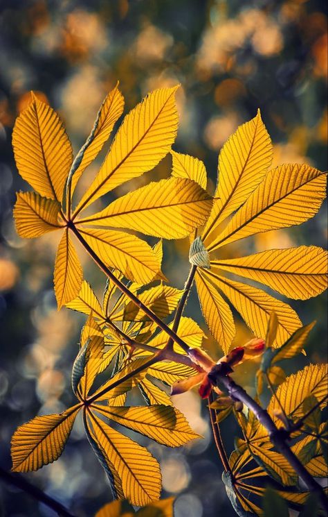 Earthy Backgrounds, Horse Chestnut Leaves, Mushroom Pictures, Horse Chestnut, Garden Bugs, Scenery Photos, Chestnut Trees, Chestnut Horse, Autumn Scenes