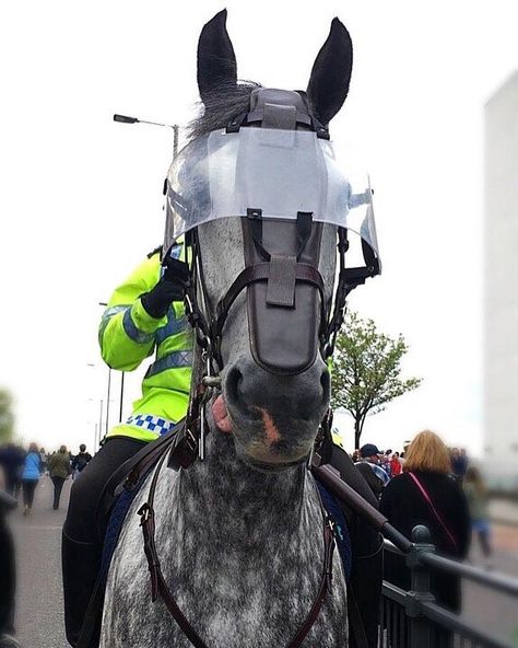 Police Horse in riot gear. Dapple Horse, Horse Armour, Police Horse, Police Christmas, Tactical Armor, Mounted Police, Orange Accessories, Horse Facts, Horse Armor