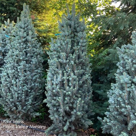 Columnar Blue Spruce (Picea pungens 'Glauca Fastigiata') Blue Totem Spruce, Columnar Blue Spruce, Blue Spruce Landscaping, Evergreen Landscaping, Picea Pungens Glauca, Blue Spruce Tree, Evergreen Landscape, Colorado Blue Spruce, Picea Pungens