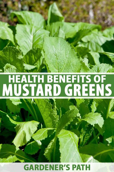 When you think of leafy greens, mustard may not initially come to mind. Mustard greens are surprisingly flavorful and bring essential nutrients and health benefits to the table. Learn more about this unique green, its nutritional content, and which cultivars to add to your garden. #greens #mustardgreens #gardenerspath Mustard Benefits, Mixed Greens Recipe, Types Of Bellies, Benefits Of Mustard, Leaf Health, Lettuce Recipes, Mustard Plant, Spinach Benefits, Preserving Herbs