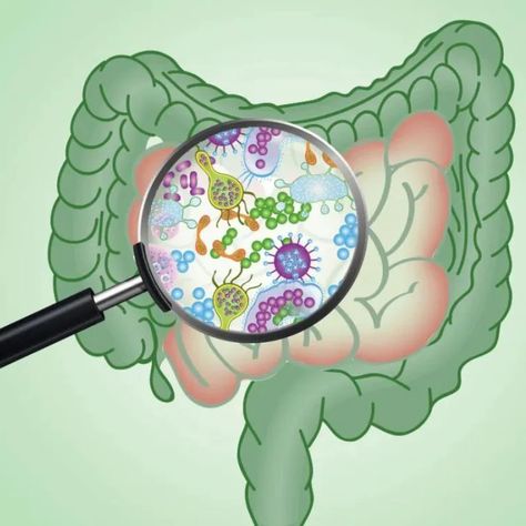 It’s a common misconception that all bacteria are dangerous to humans — that’s easy to think when practically every cleaning product, sanitizer, and disinfectant boasts its ability to destroy bacteria.  Certain bacteria can even produce toxins that damage your cells and contribute to various diseases. However, not all bacteria are bad for you; your body actually depends on some bacteria to function properly.  You probably already know that your body comprises several trillion cells. The roughl Elemental Diet, Things To Learn About, Functional Medicine Doctors, Digestive Enzymes Supplements, Herbal Therapy, Things To Learn, Small Intestine Bacterial Overgrowth, Small Intestine, Water Chestnut