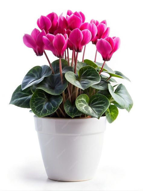 Premium Photo | Cyclamen in white pot on white background Cyclamen Flower, White Pot, Plant Decor, Premium Photo, Beautiful Flowers, White Background, Merry Christmas, Plants, Flowers