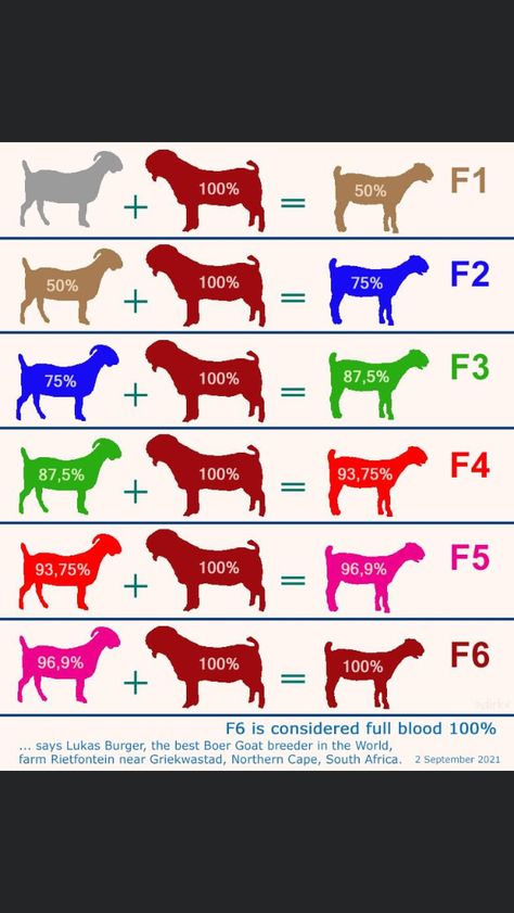 Show Goats Boer, 4h Goat Poster Ideas, 4h Goats, Goat Feeder, Livestock Judging, Keeping Goats, Goat Health, Breeds Of Cows, Goat Pen