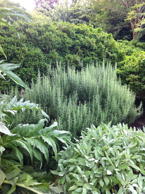 All Green Garden, Thyme Garden Ideas, Herb Garden Border, Ornamental Herb Garden, Rosemary In Garden, Rosemary And Lavender Garden, Mediterranean Herb Garden, Rosemary Garden Landscapes, Lavender Rosemary Garden