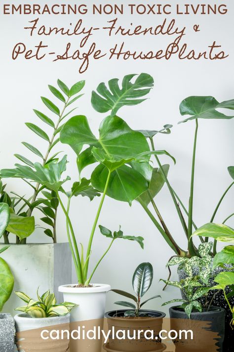 Looking for new plants for your indoor garden? Safe and non-toxic suggestions for you and your pets. #nontoxicplants #safeplantsforpets #nontoxicliving #houseplantsuggestions Non Toxic Indoor Plants, Non Toxic House Plants, Non Toxic House, Tall Fake Plants, Pet Friendly Plants, Benefits Of Indoor Plants, Palm Plants, Non Toxic Home, Green Adventure