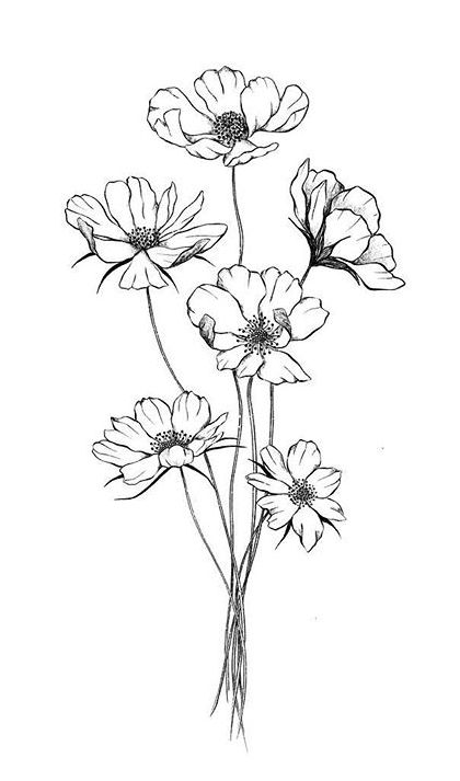 Cosmos Tattoo, Flor Tattoo, Line Art Flowers, Arte Doodle, Flower Line Drawings, Cosmos Flowers, Flower Sketches, Floral Drawing, Desenho Tattoo