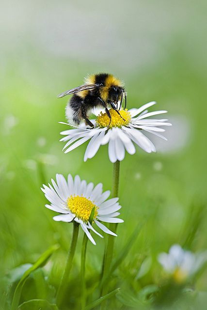 Chicken Chores Explore Self -Sustained Living| ChickensHoney Bee  Daisies.| Grow A Lifestyle| Serafini Amelia Foto Macro, I Love Bees, White Daisies, Airbrush Art, Bee Art, Green Grass, Honey Bee, Simply Beautiful, Happy Monday