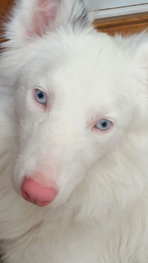 Albino Border Collie, Albino Dogs, Albino Dog, Canine Reference, Albino Animals, Pretty Dogs, Animal Masks, Random Art, Border Collie