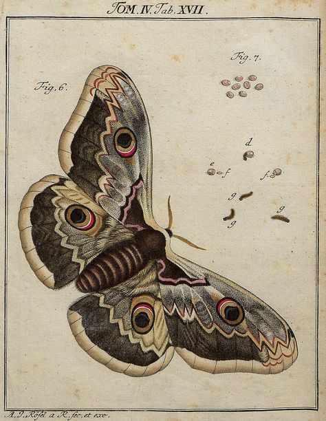 https://flic.kr/p/7pT3gM | Classis II Papilionum Noctornum (Bomcyx gini) V.1 | bibliodyssey.blogspot.com/2009/12/bugs-life.html Moth Illustration, Art Papillon, Superflat, Moth Art, Science Illustration, Moth Tattoo, Butterfly Illustration, Insect Art, Scientific Illustration