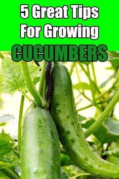 Cucumbers Growing, Cucumber Gardening, Gardening Products, Growing Organic Tomatoes, Growing Tomato Plants, Cucumber Trellis, Growing Tomatoes In Containers, Cucumber Plant, Growing Cucumbers