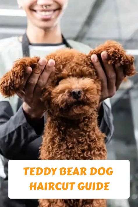 Mini Poodle Teddy Bear Haircut, Diy Grooming Dogs, Mini Poodle Grooming, Diy Poodle Grooming, Teddy Bear Haircut Poodle, Dog Haircuts Poodle, Minature Poodle Haircut, Dog Teddy Bear Haircut, Toy Poodle Haircut Styles Teddy Bears