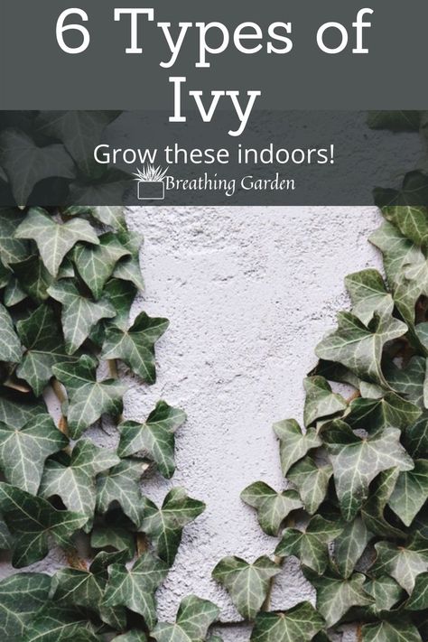 ivy can also grow inside! Add these beautiful plants to your indoor garden. Types Of Ivy Houseplants, Ivy Plant Care, Growing Ivy Indoors, English Ivy Indoor Decor, Ivy Plant Indoor Decor Ideas, Vining Plants Indoor Ideas, Ivy Plant, English Ivy Indoor, Indoor Lavender Plant