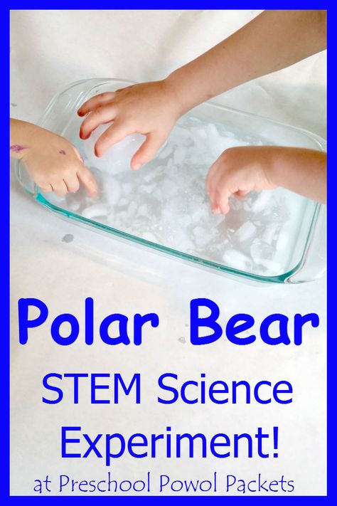 Polar Bear Science Experiment STEM! Great for preschool, kindergarten, and elementary ages!  Fun with polar animals, animal homes, winter, and arctic themes! Polar Bear Science, Experiment Preschool, Polar Bear Unit, Polar Animals Preschool, Polar Bears Activities, Stem Preschool, Preschool Stem, Polar Animals, Winter Preschool