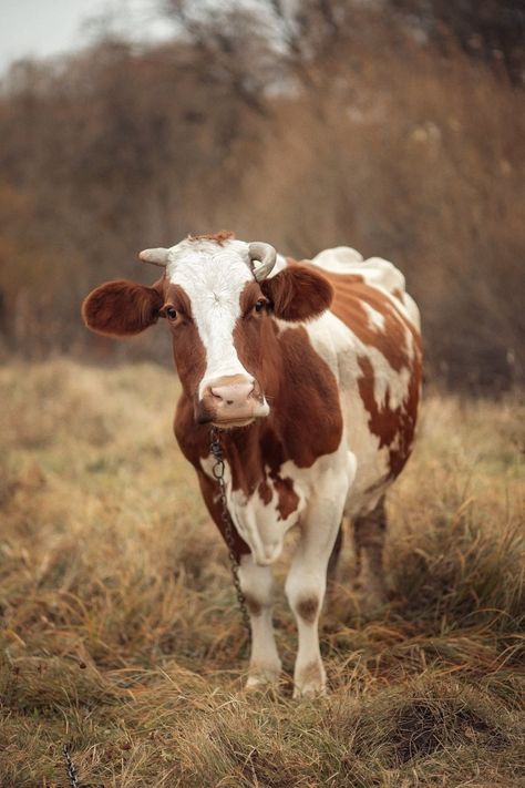 Oil Wallpaper, Cow Pics, Nguni Cattle, Cow Paintings, Cow Photography, Cow Print Wallpaper, Country Cow, Farm Sanctuary, Dairy Cow