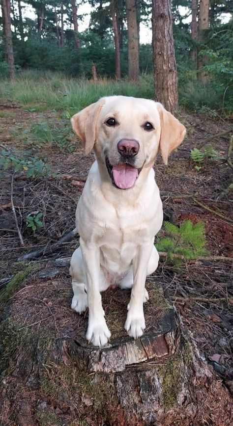 Blonde Labrador Pup, White Labs Dogs, Blonde Labrador, Blond Labrador, Labrador White, Tan Labrador, Golden Retriever Cross, American Labrador, Country Dogs