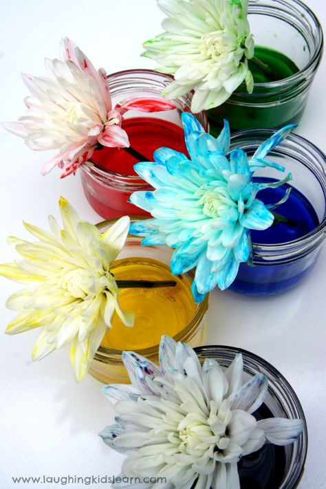 Flowers absorbing coloured water for science activity. Science experiment with colour changing flowers - Laughing Kids Learn #scienceactivitiesforkids #scienceactivities #simplescience #stem #stemactivities #toddlerplay #toddlerfun #preschool #preschoolfun #preschoolactivities #learnathome #scienceexperiments #scienceexperimentskids #homeschooling #homeschool #homeschoolingideasfortoddlers #homeschoolingideasforteens #lifecycles #colorchanging #learningthroughplay Color Changing Flowers, Spring Time Activities, Simple Science, Twin Life, Science Activities For Kids, Preschool Science, Forest School, Science Experiment, Spring Activities