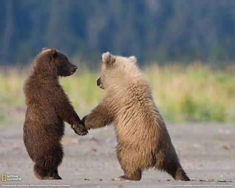 16 Pictures Of Animals Holding Hands Beruang Grizzly, National Geographic Animals, Grizzly Bear Cub, Brown Bears, Bear Cubs, Amazing Animals, Grizzly Bear, Animal Wallpaper, Sweet Animals