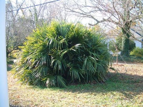 Needle Palm, Cold Hardy Palm Trees, Palm Trees Garden, Landscaping Around Pool, Palm Trees Landscaping, Sago Palm, Tropical Garden Design, Zone 7, Cool Weather