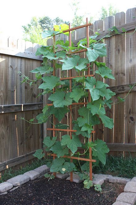 Growing Loofah Sponges!  This is fun..then use them to bathe with.. imagine that..they dont come from the sea..I started with seeds and had 30 or more loofahs... Growing Loofah, Bean Trellis, Vegetable Trellis, Vine Trellis, Urban Backyard, Outdoor Trellis, Trellis Ideas, Diy Trellis, Garden Vines